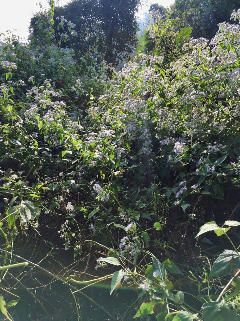 茂密的植物叢
