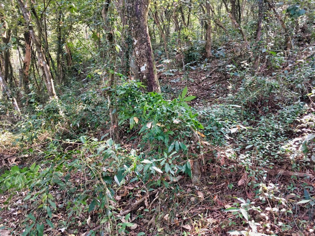 樹林中的小徑
