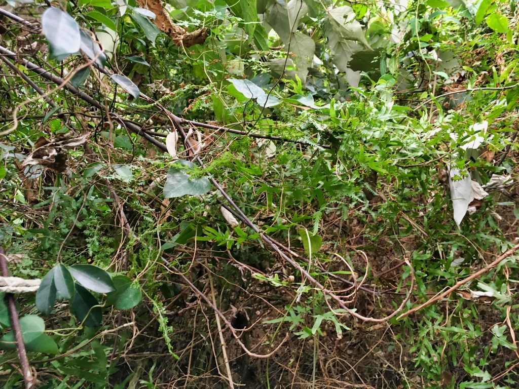 陡峭且茂密的路段