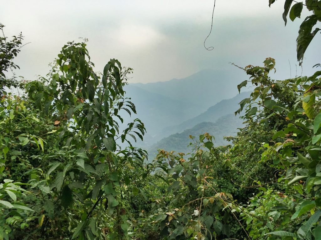 山頂附近的風景