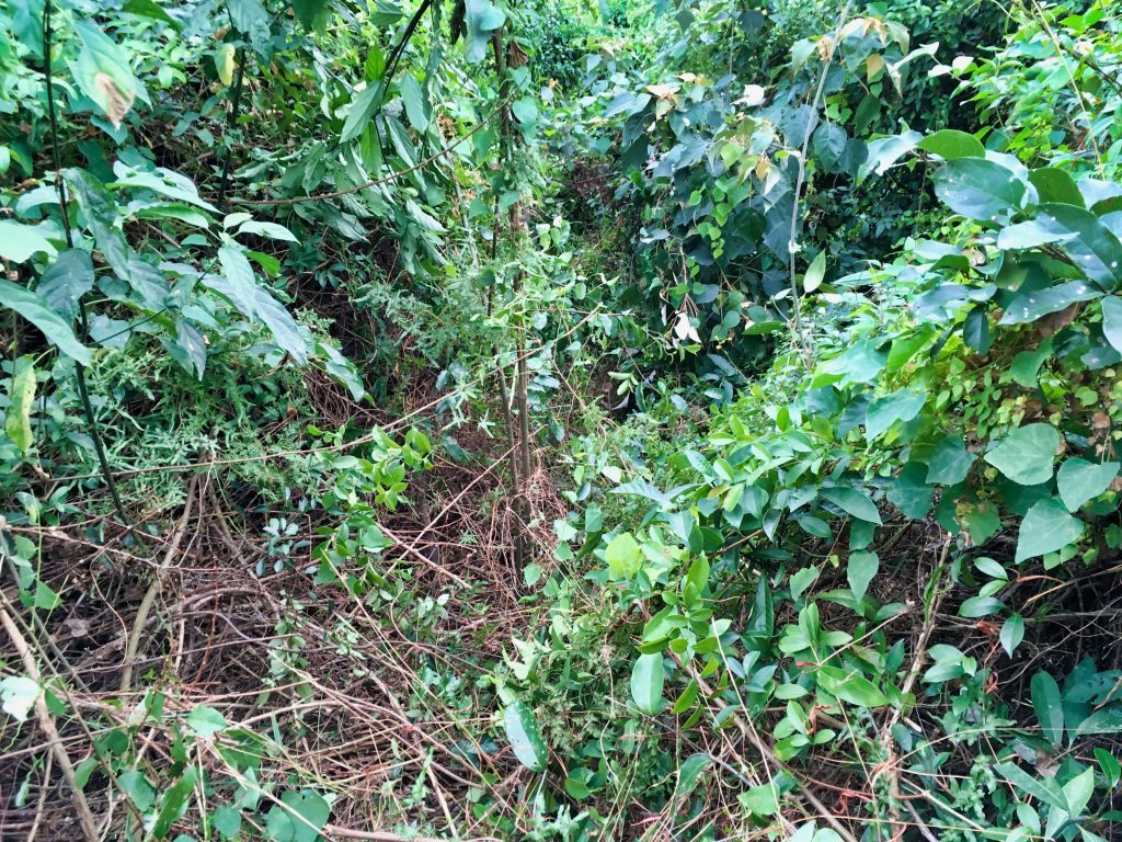 砍開的植物叢