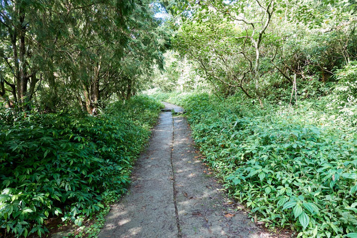 Old concrete narrow road in middle of forest