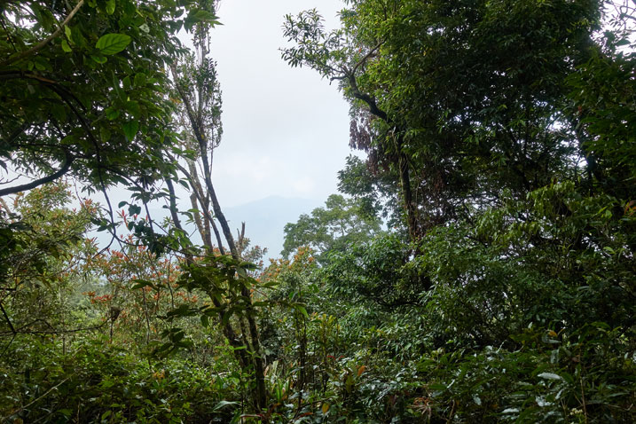 Looking out from inside the forest - cloudy/foggy and can barely see mountain in distance