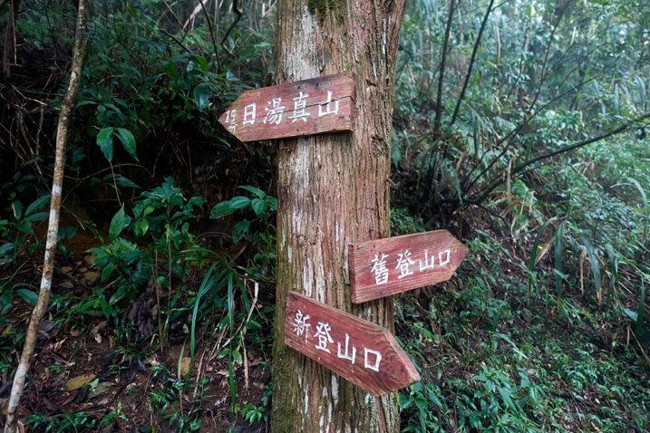 Tree with three red signs nailed to it