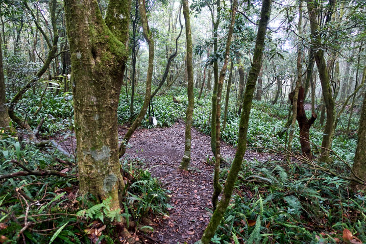 Open area in forest