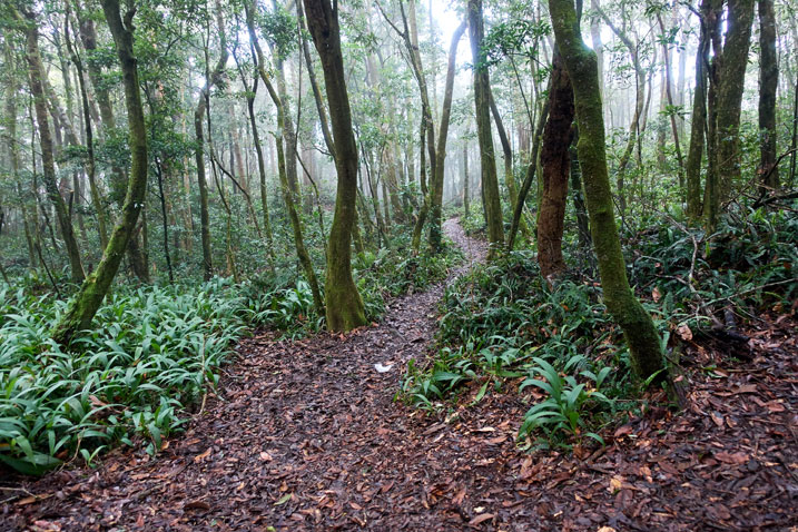 Mountain trail
