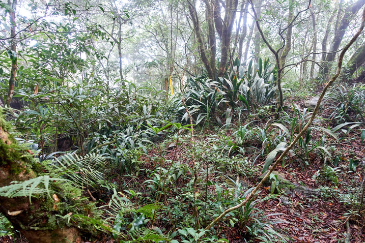 Mid-mountain Taiwan jungle with trail