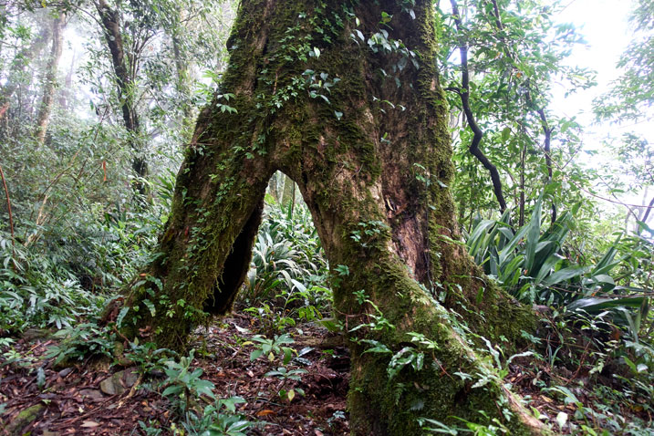 Tree with large open space at bottom that a person could stand in