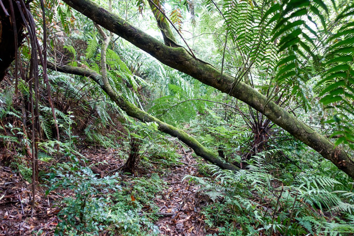 Fallen trees over jungle trail