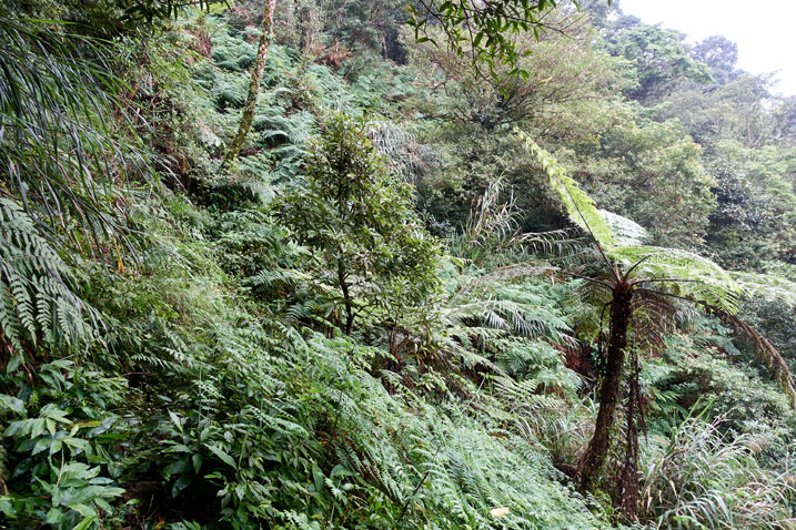 Side of mountain - jungle