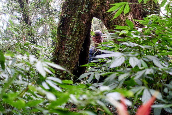 Man standing inside tree - making stupid face