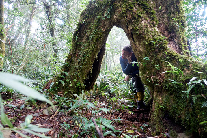 Man standing inside tree - making stupid face