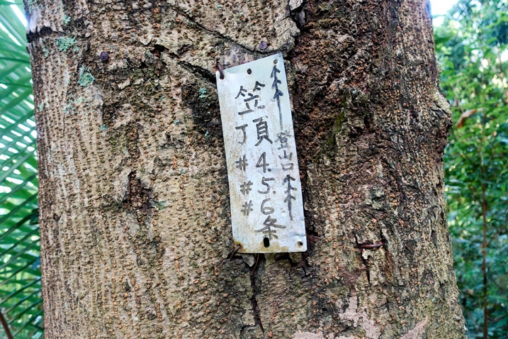 樹上掛著的小標誌