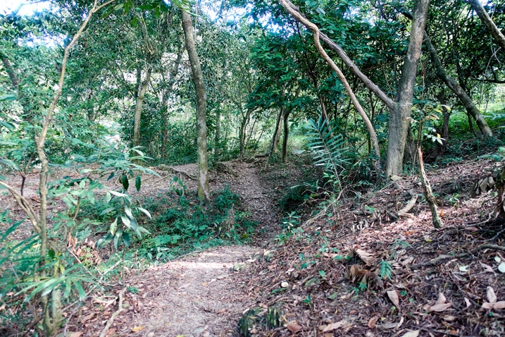 台灣山區單人步道