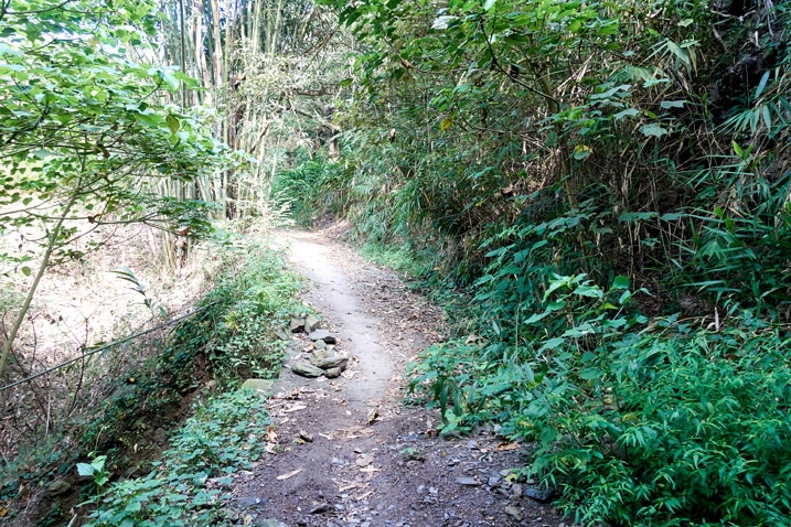 山區步道 - 滿是樹木