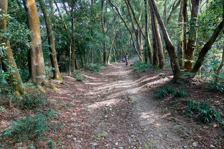 山區道路 - 兩旁有樹 - 遠處有個人
