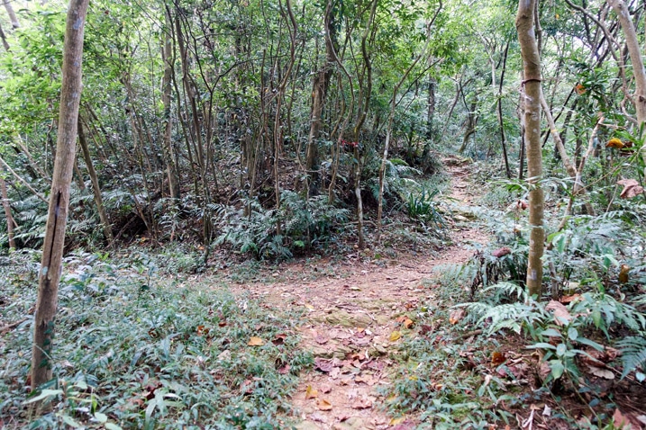分岔成兩個方向的山區步道