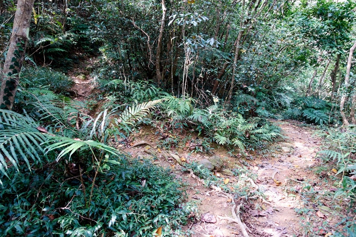 分岔的山區步道