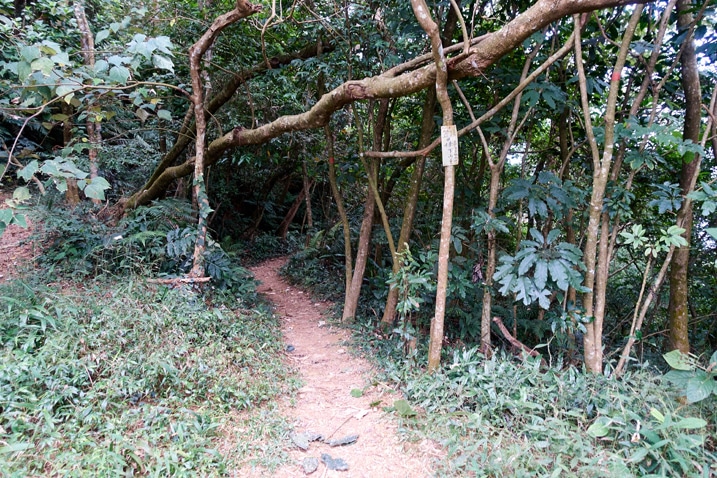 土路步道，兩旁有樹 - 樹上掛著標誌