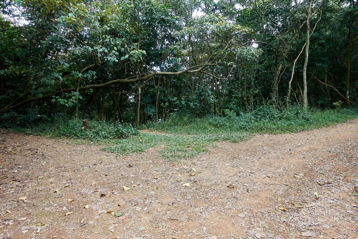 山區開闊土路 - 後方有樹