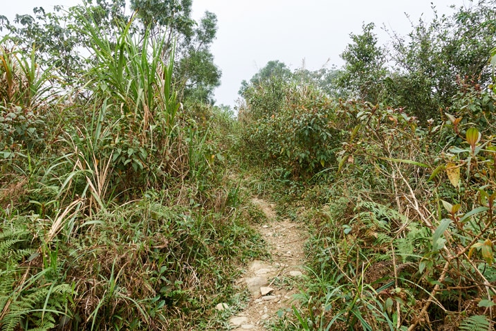 高草和矮樹中的步道