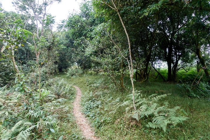 山區步道