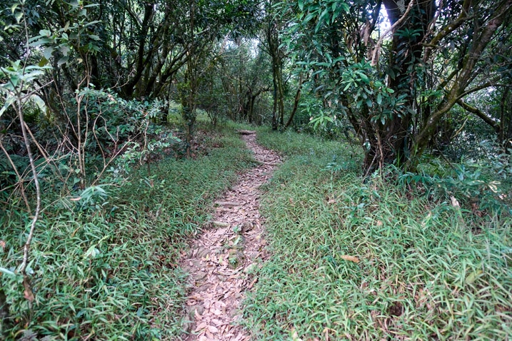 山區步道 - 兩旁有樹