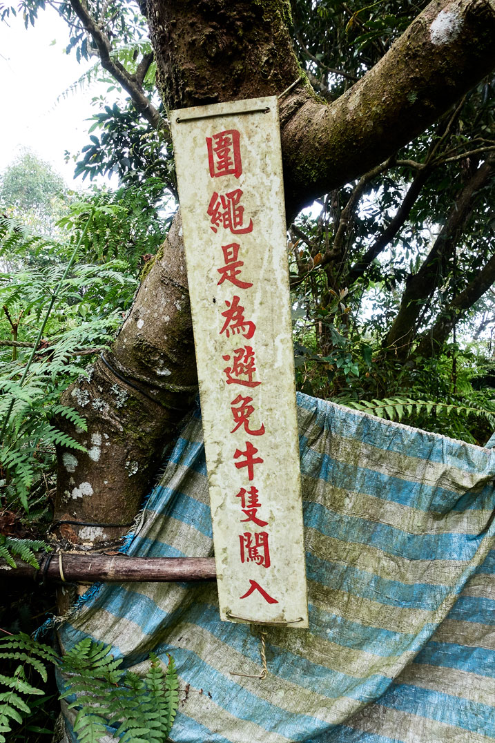 樹上掛著白色中文告示牌