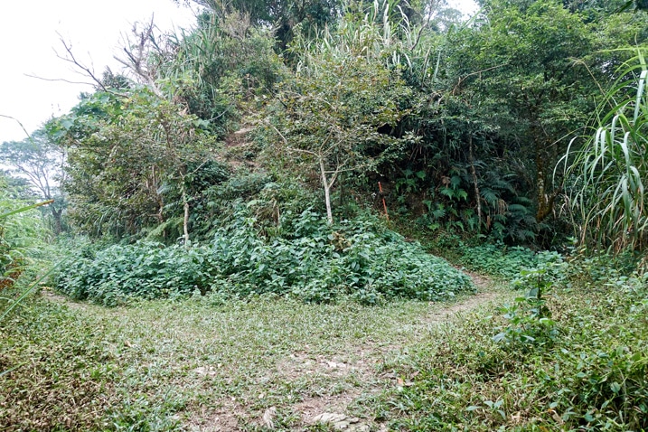 上山步道與旁邊分岔的步道