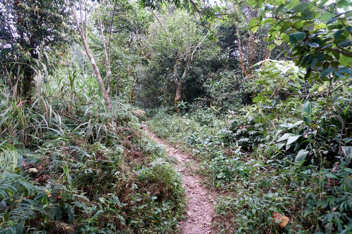 山區步道 - 兩旁有樹