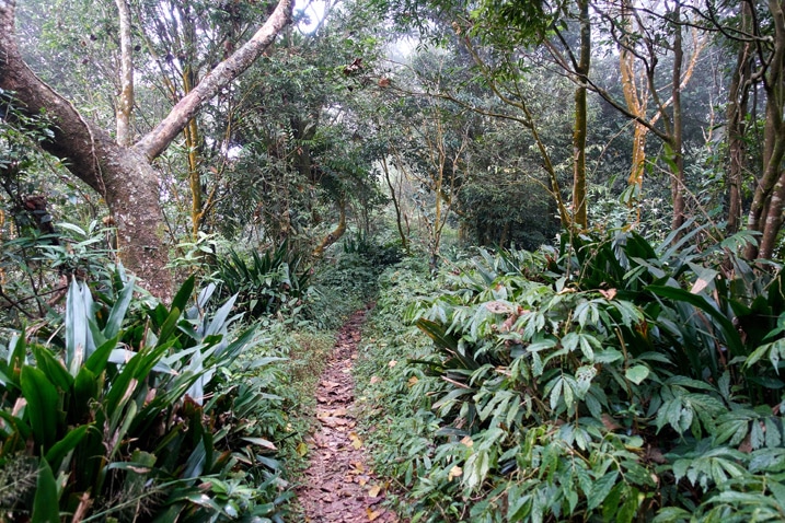 山區步道 - 兩旁有植物和樹