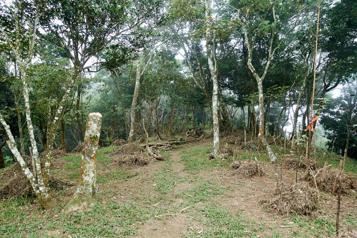 山頂開闊區有些樹