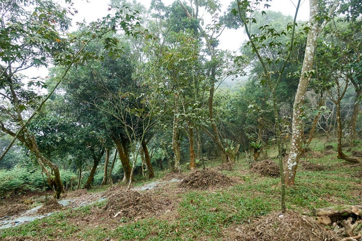 山頂開闊區有些樹