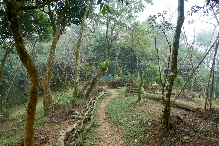 山頂步道周圍有些樹