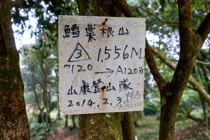 樹上掛著中文標誌