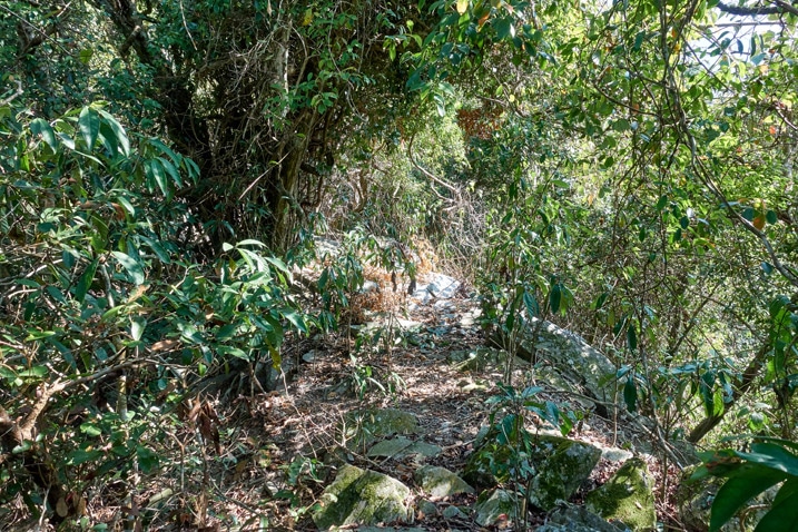 山稜，樹木和雜草叢生 - 足母山