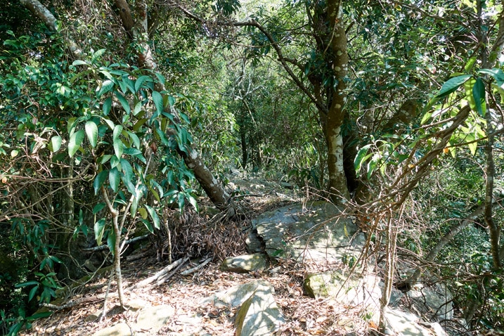 山稜，樹木和雜草叢生 - 足母山
