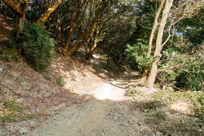 尾寮山健行 - 兩旁有樹的泥土路