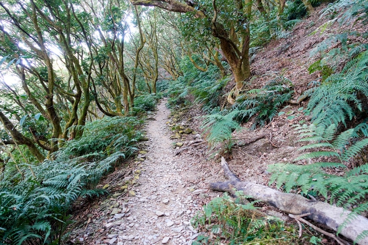 尾寮山健行 - 兩旁有樹的步道