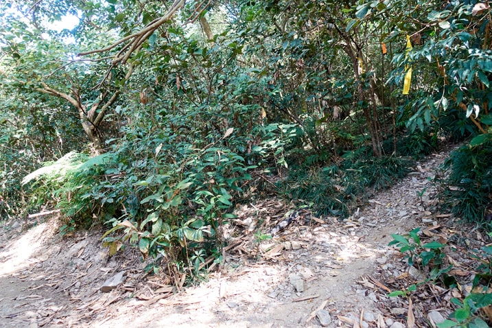 尾寮山健行 - 從泥土路分出的步道，四周皆樹