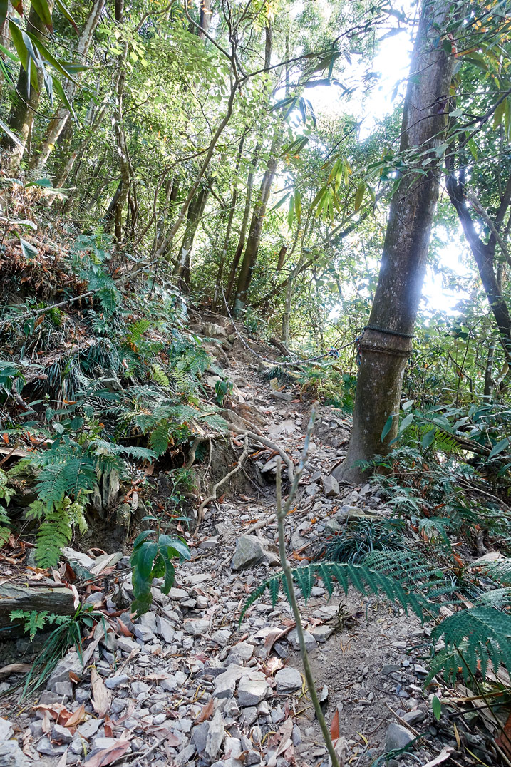 尾寮山健行 - 往山上走的岩石步道，四周皆樹