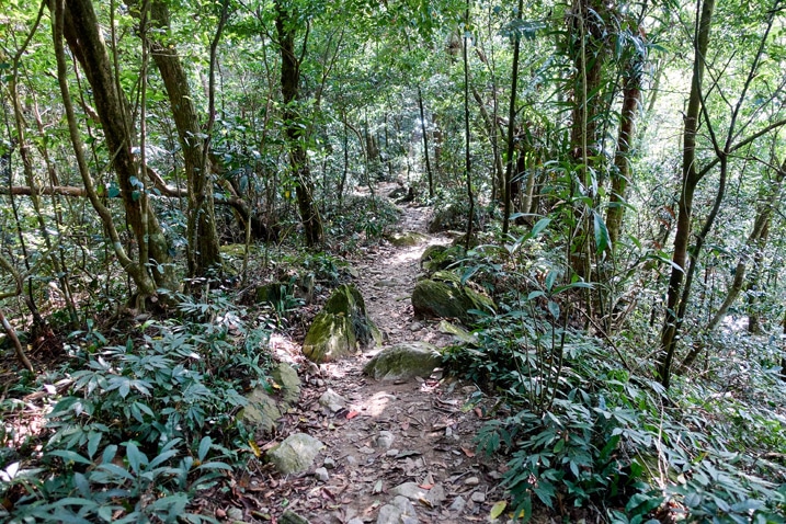 尾寮山健行 - 兩旁有樹的岩石步道
