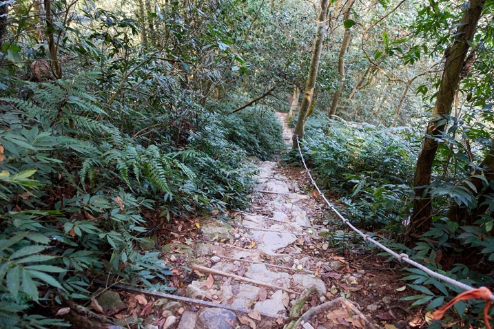 尾寮山健行 - 往山下走的臨時樓梯，兩旁有樹