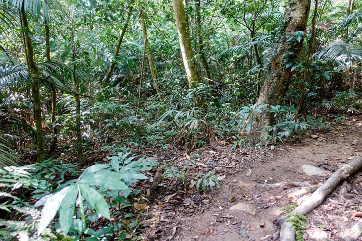尾寮山健行 - 山間步道，旁邊有繩子封住另一條路