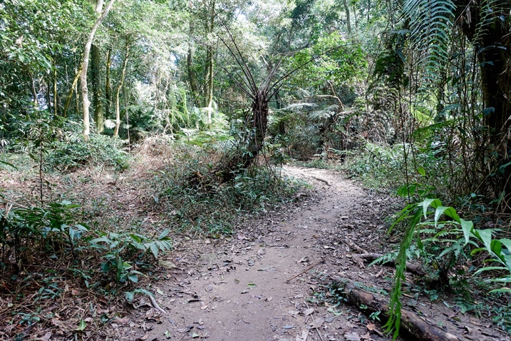 尾寮山健行 - 兩旁有樹的山間單軌步道
