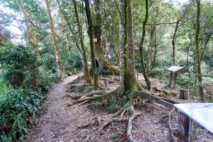 尾寮山健行 - 略開闊區域生長的樹木，背景有人