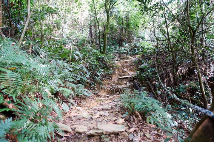 尾寮山健行 - 往山上走的岩石與樹根步道，兩旁有樹