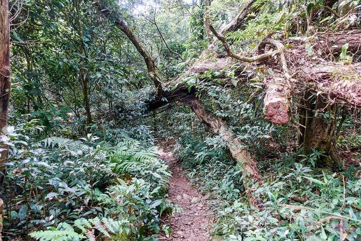 尾寮山健行 - 大型倒樹懸在步道上方