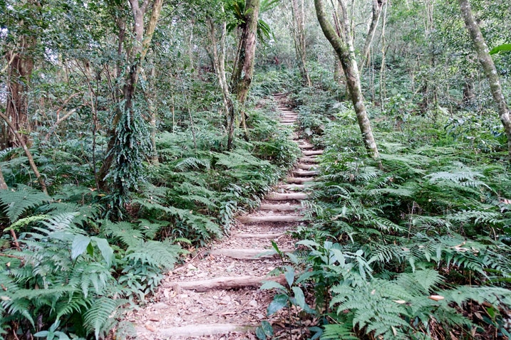 尾寮山健行 - 往山上走的樓梯，兩旁有樹與植物
