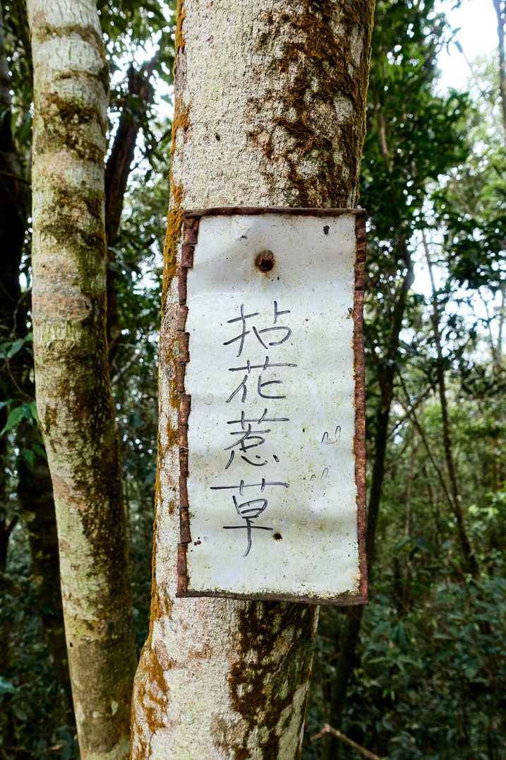 尾寮山健行 - 樹上的白色中文標示牌